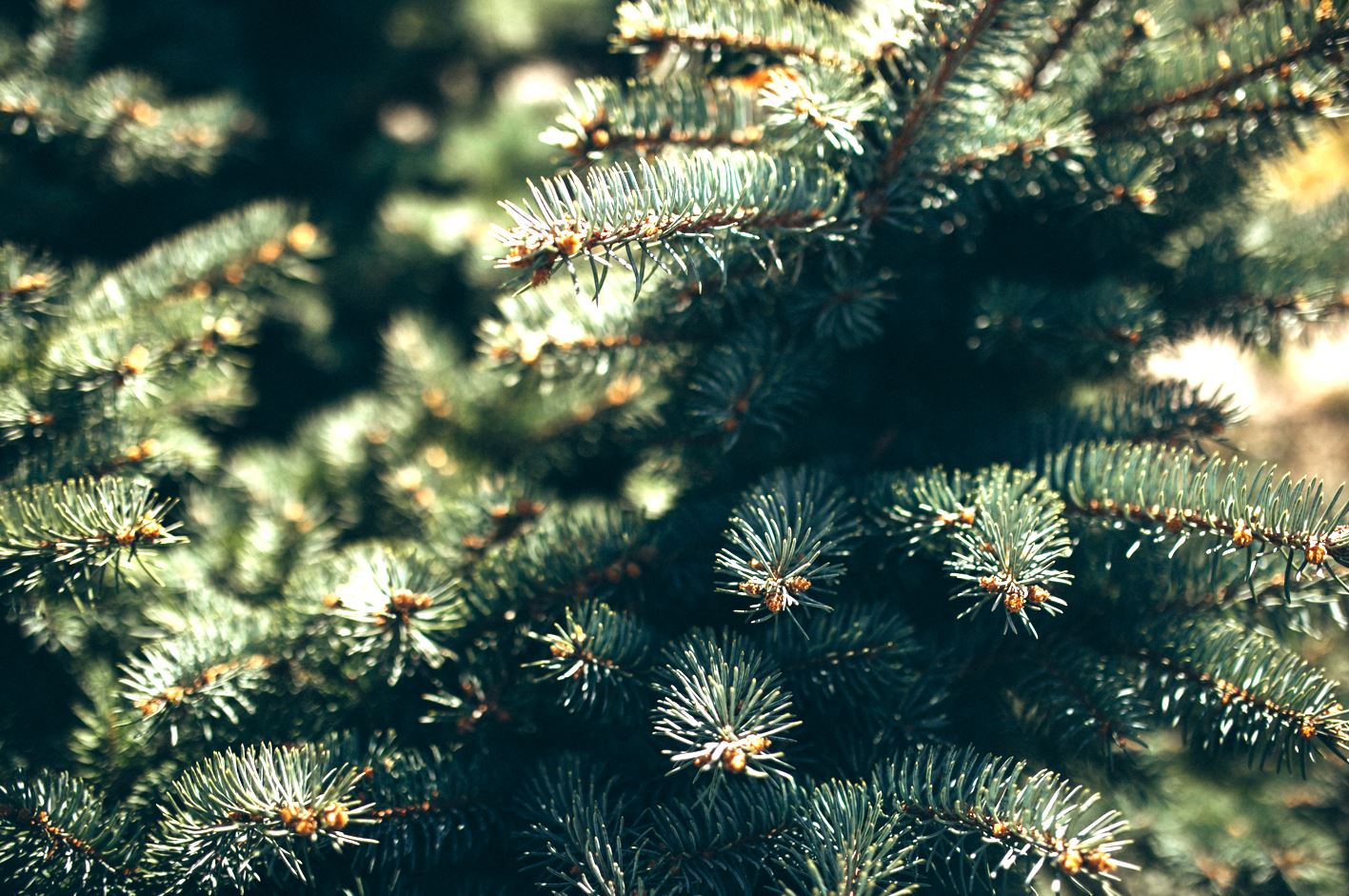 Que faire de mon sapin de Noël après les fêtes? - Select'om